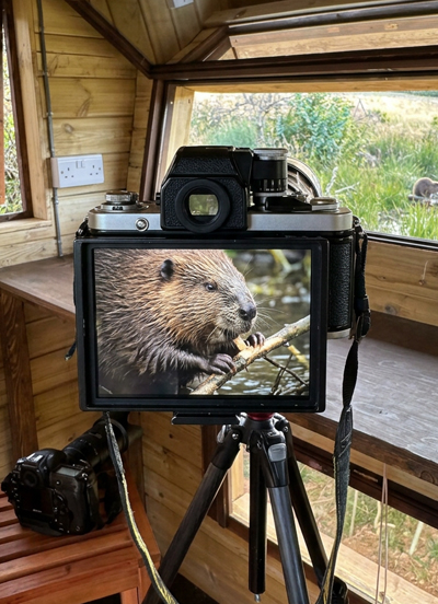 Filming and Photography at Clun Valley Beavers English Borders